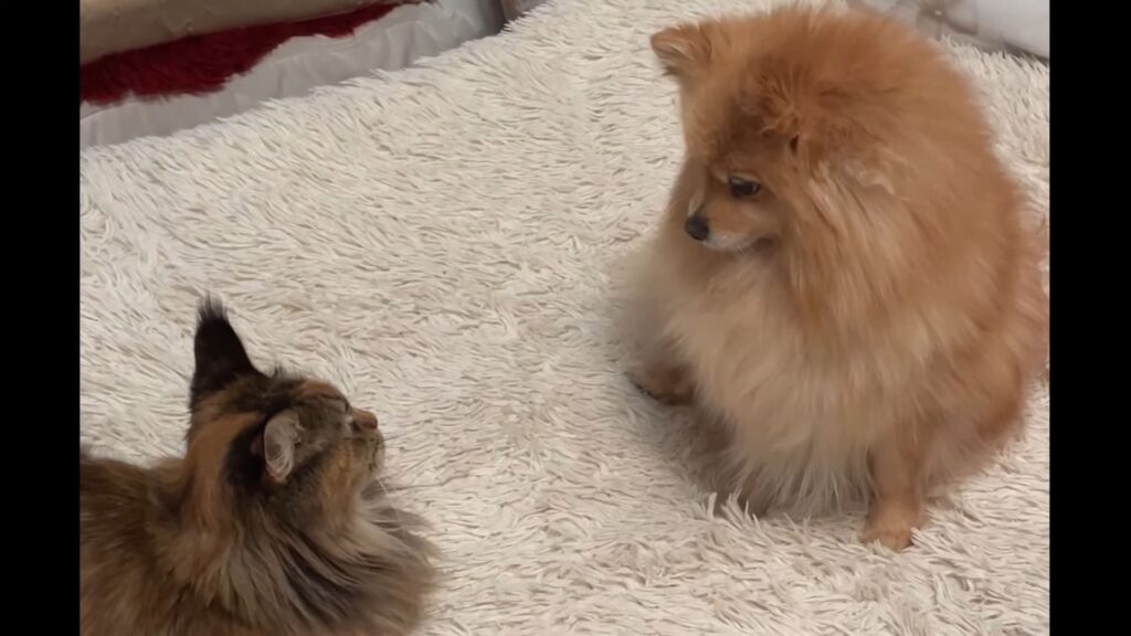 Managing Pomeranian and cat interactions