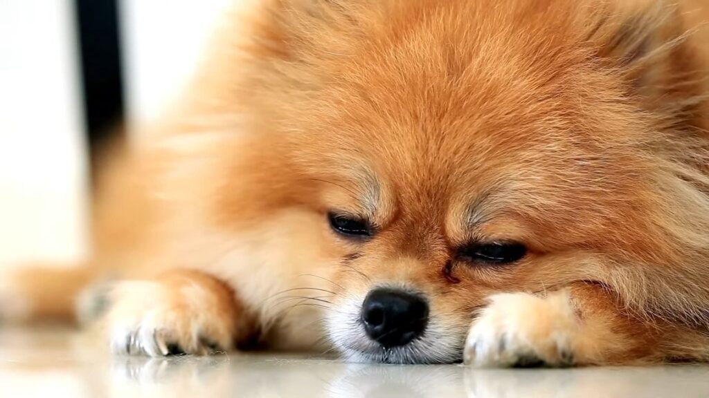 Managing Pomeranian puppy sleep disturbances
