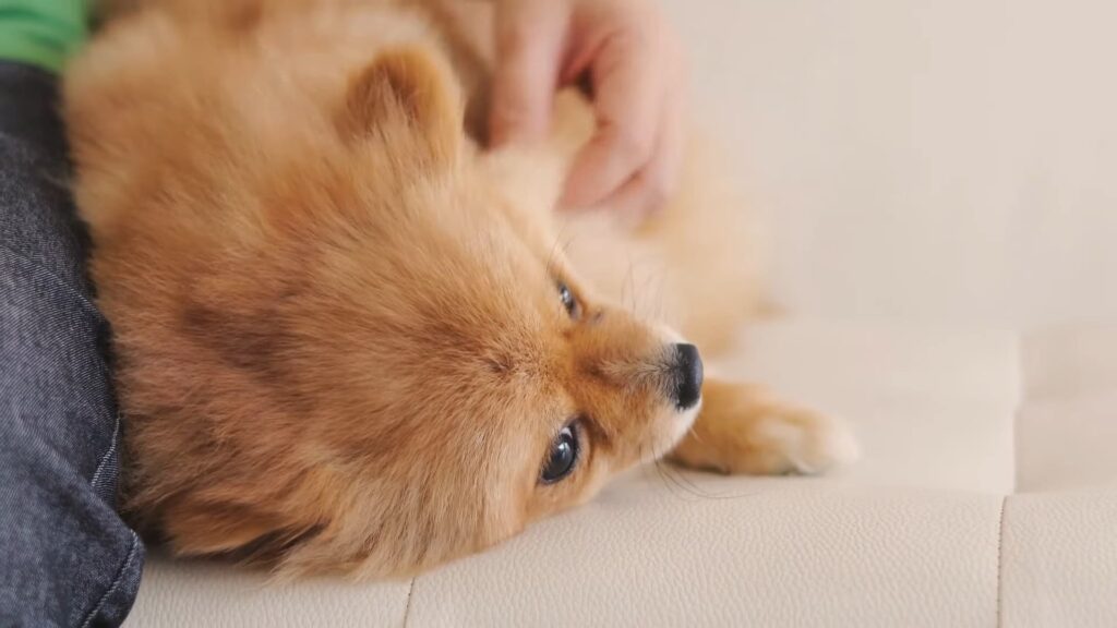 Monitoring your Pomeranian's weight can offer insights into their growth trajectory
