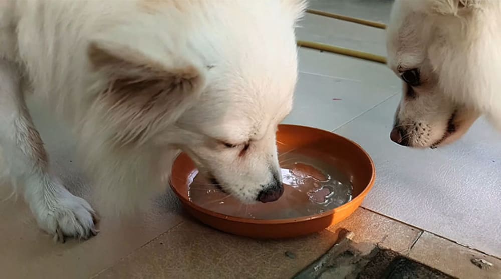 Natural remedies for Pomeranian dehydration