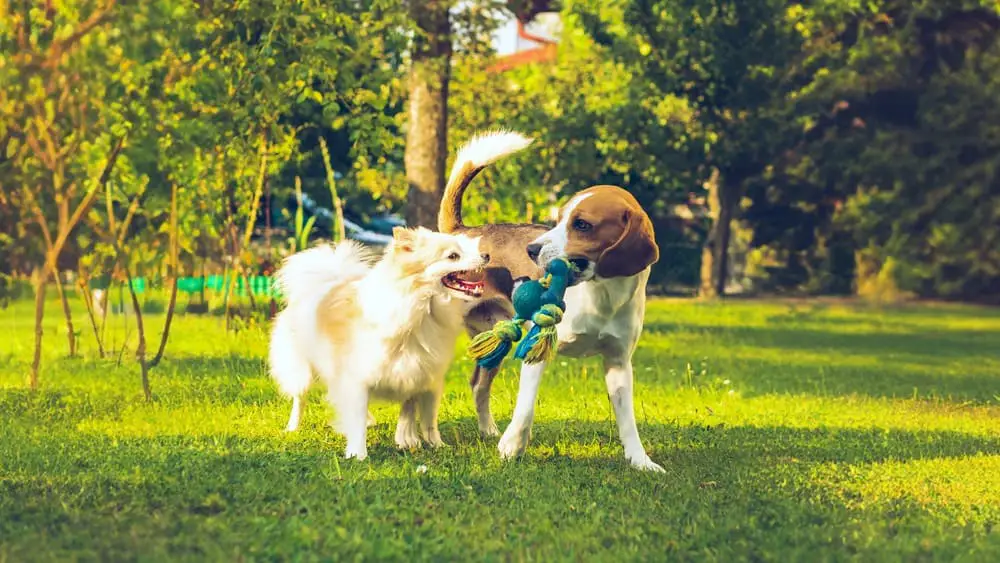 Pomeranian behavior when introduced to a new pet