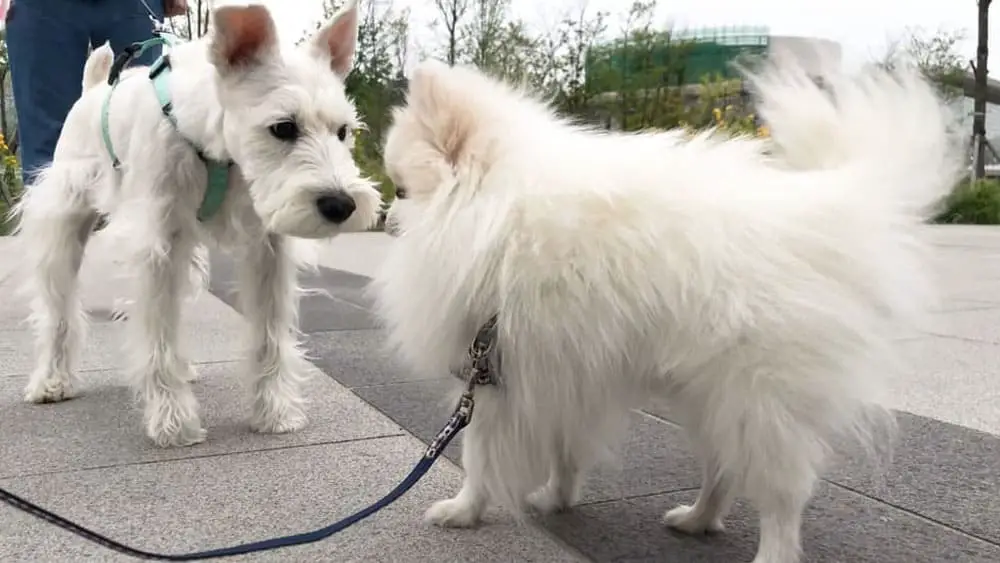 Pomeranian friend helps in mitigating any negative effects of Pomeranian isolation