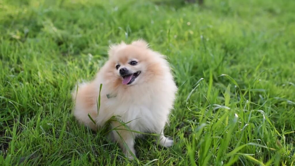 Pomeranian may not grow tall, but this doesn't limit their potential from being a healthy