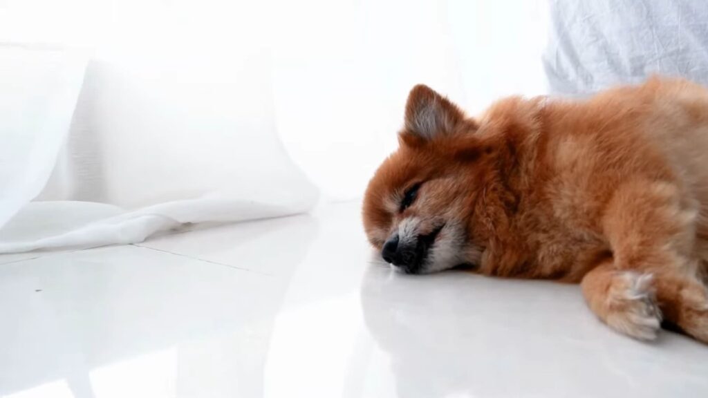 Pomeranian puppy sleep training tips