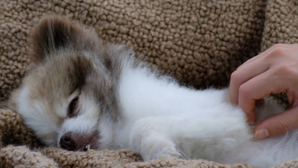 Pomeranian sleep safety