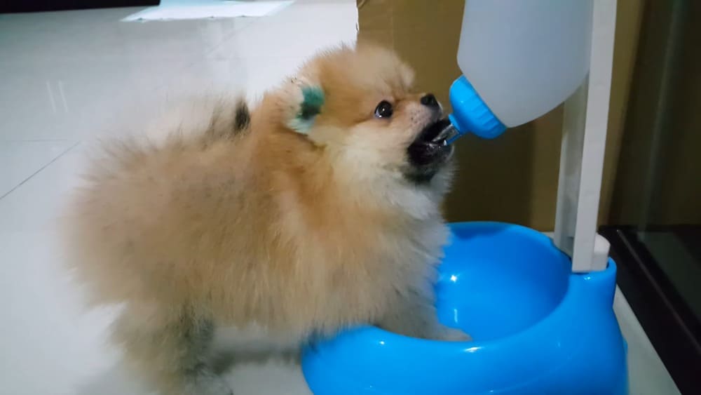 Pomeranians, like all dogs, need regular access to clean, fresh water