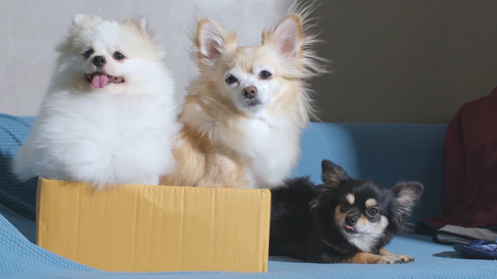 Small dog breeds that get along with Pomeranians