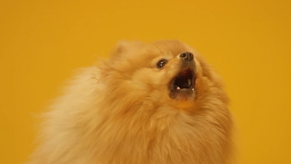 Can Pomeranians Be Trained Not to Bark? Efficient Techniques to Train Valerie Seow