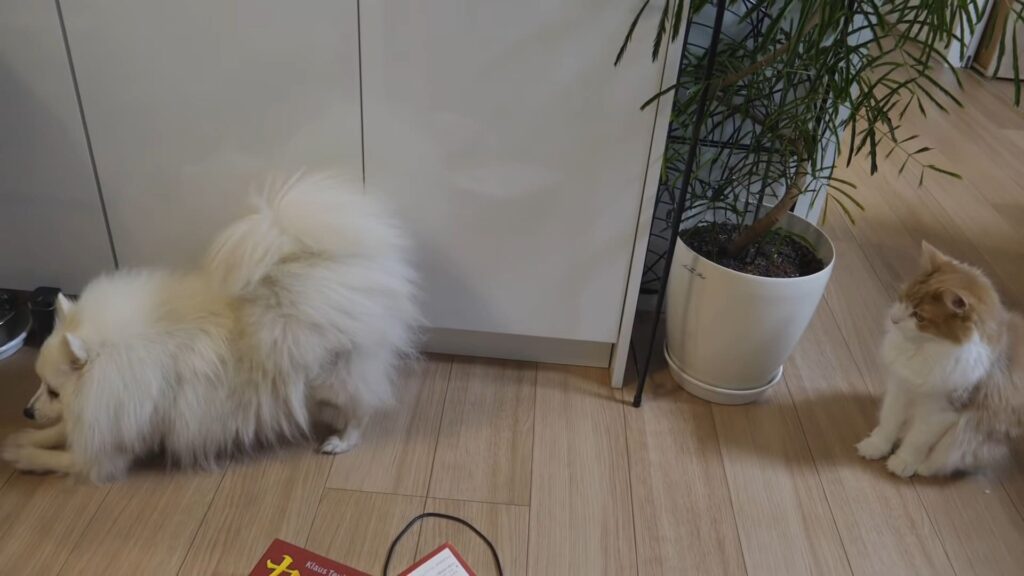 Training a Pomeranian might seem as challenging