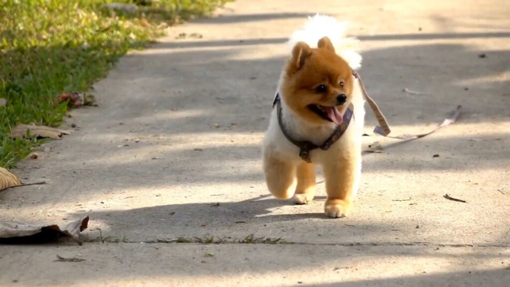 Training your Pomeranian to enjoy running has both immediate and long-term benefits