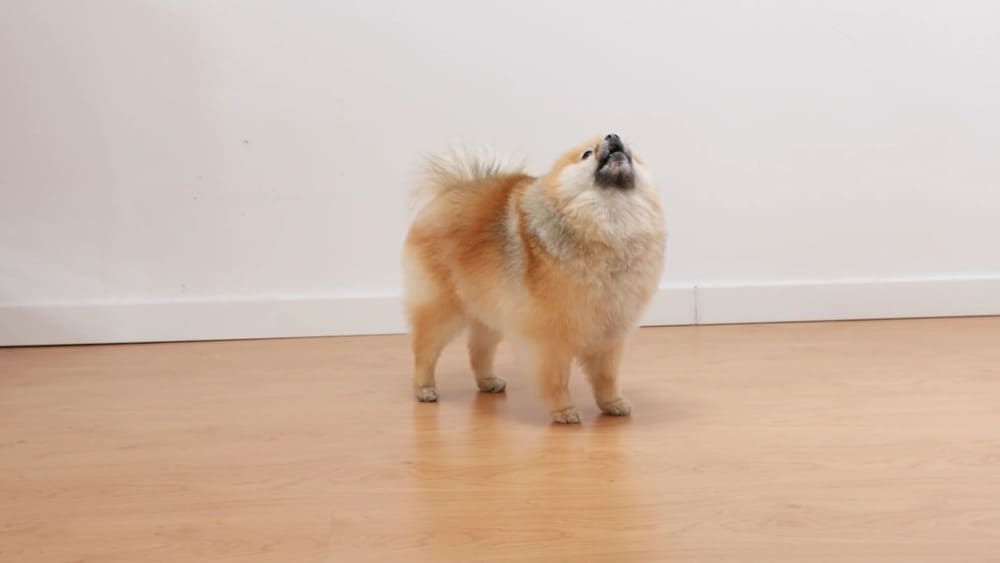 Try not to overlook potential Pomeranian barking problems