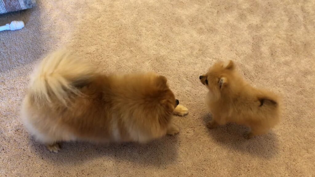 Understand that every Pomeranian is unique