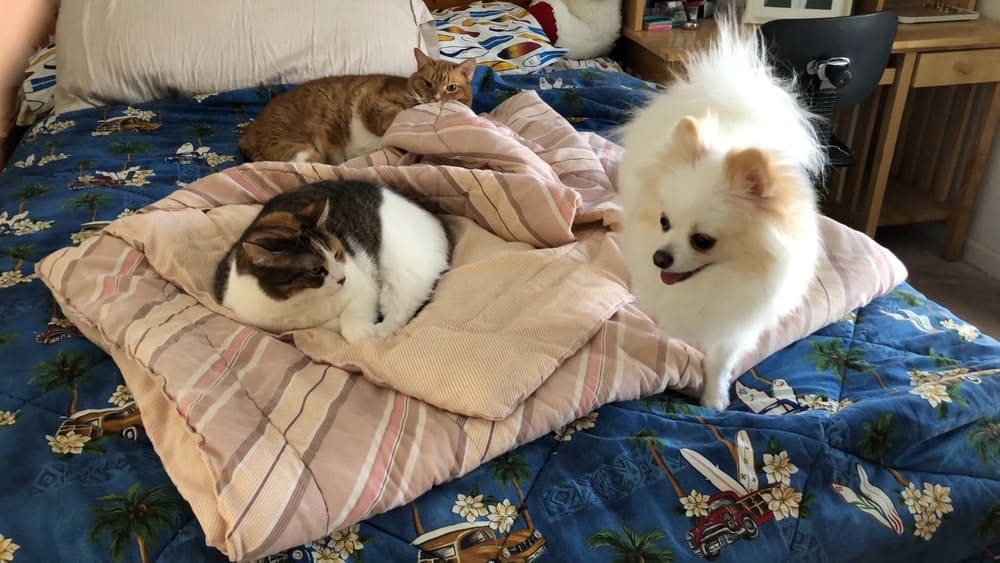 What animals do Pomeranians get along with