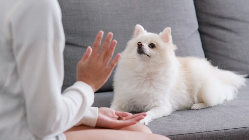 What are effective methods to train Pomeranians not to bark