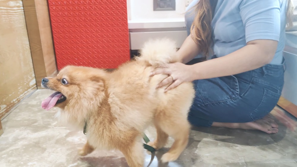 What are signs that a Pomeranian wants to be held