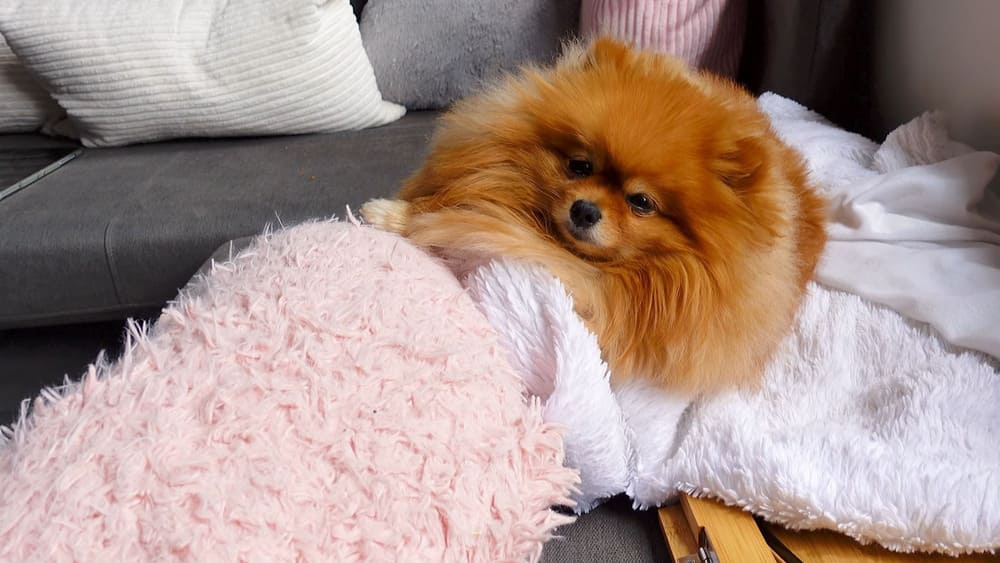 What are the benefits of letting Pomeranians sleep in the same bed
