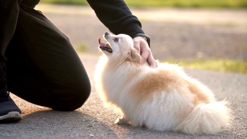 What are the signs of dehydration in Pomeranians
