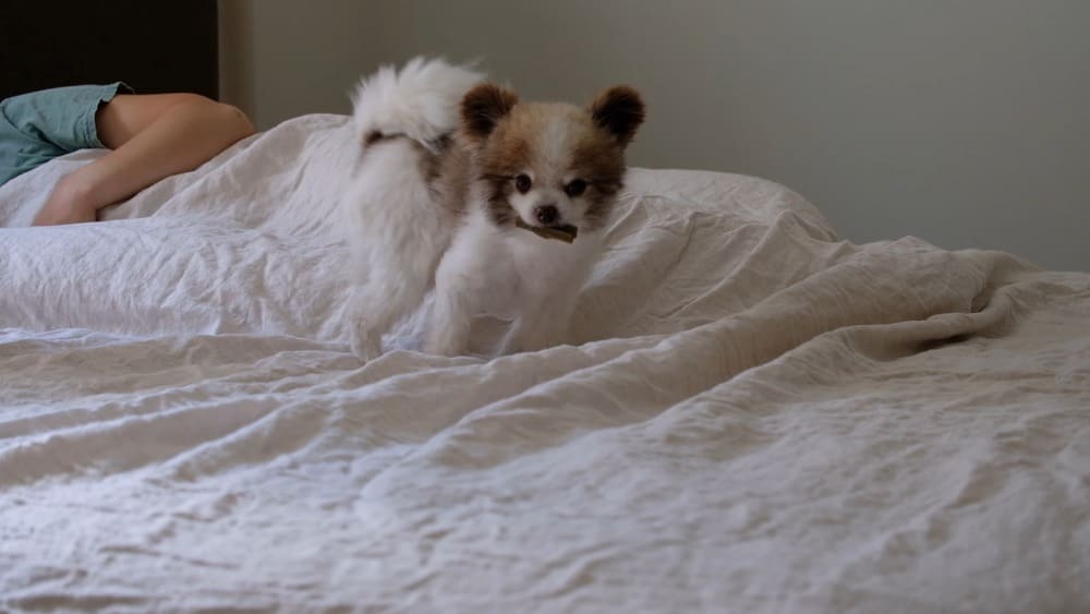 be alert to the fact that small dogs like Pomeranians may be at risk of injuries or discomfort while sleeping with humans