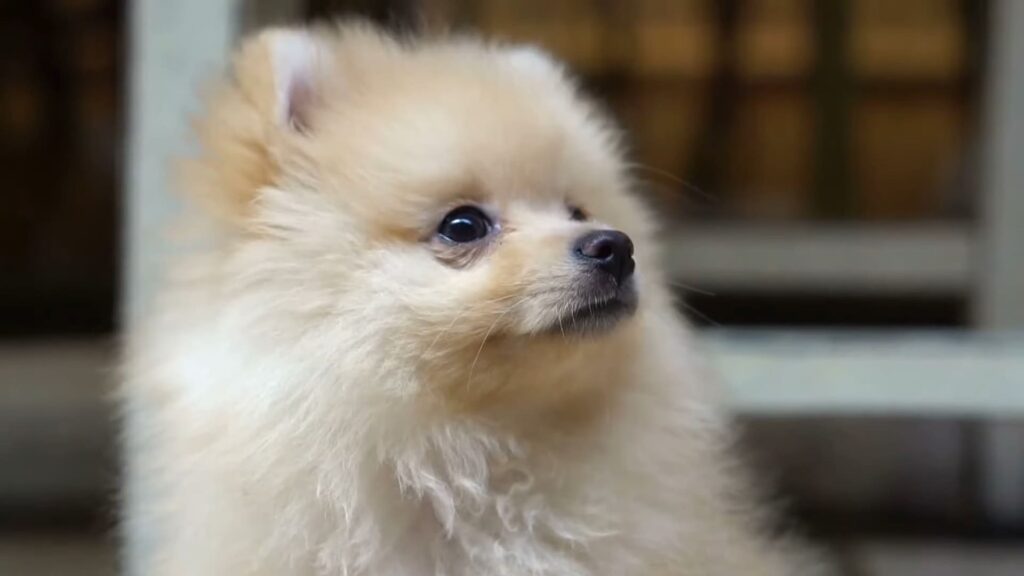 consult your vet before drastically changing your Pomeranian's exercise routine
