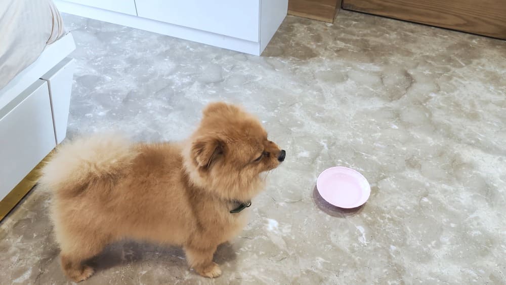 leaving Pomeranians home while tending to daily errands
