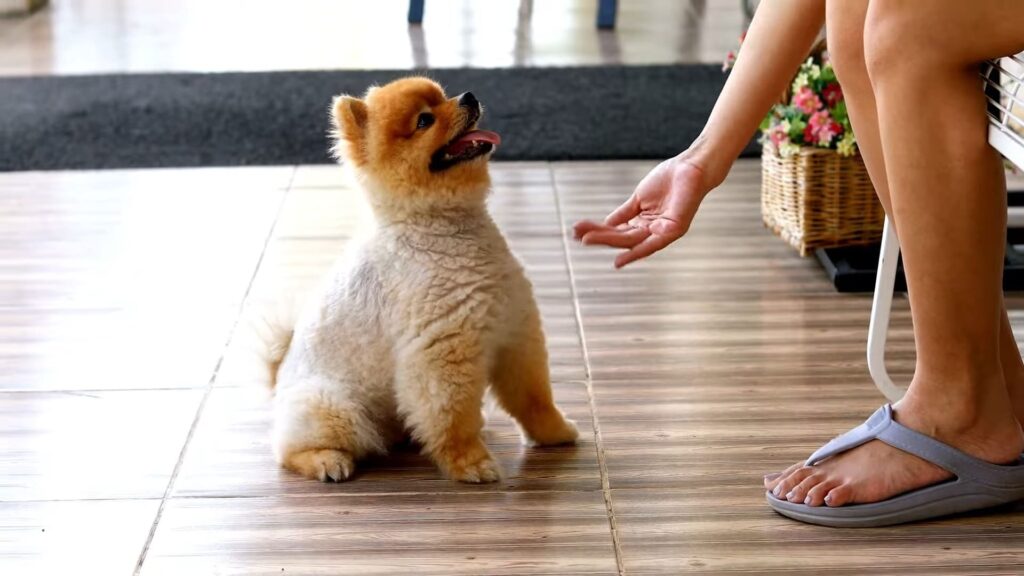how can I ensure my Pomeranian puppy grows up healthy and strong