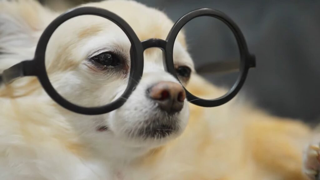 Unveiling the Mystery Do Pomeranian Puppies Change Color as They Grow