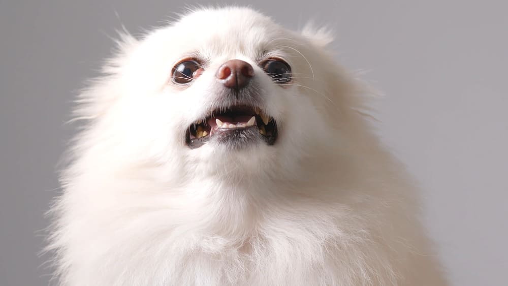 understanding what triggers your Pomeranian's barking is crucial