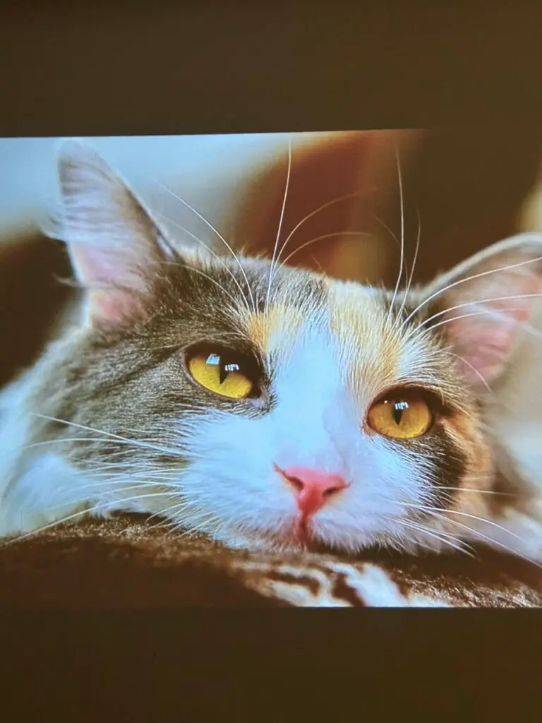 projected visual of LUMOS RAY GEN2