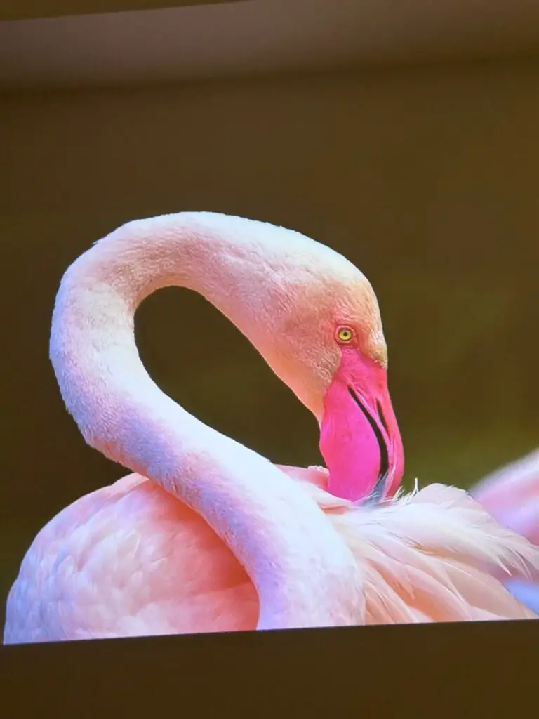 view of flamingo from LUMOS RAY GEN2